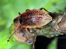 имаго-элитры